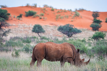 Obraz premium White rhinoceros, Ceratotherium simum, in Kalahari desert in Namibia