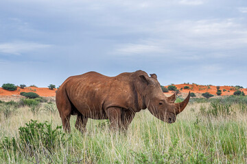 White rhinoceros, Ceratotherium simum, in Kalahari desert in Namibia.