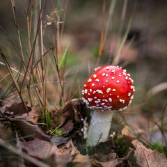 Close up of a fly agaric  in its natural environment