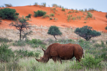 Fototapeta premium White rhinoceros, Ceratotherium simum, in Kalahari desert in Namibia.