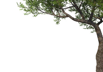 Fototapeta premium Foreground twigs on a transparent background 