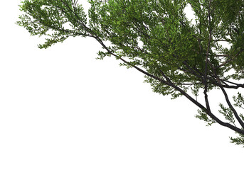 Foreground twigs on a transparent background

