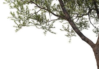 Foreground twigs on a transparent background
