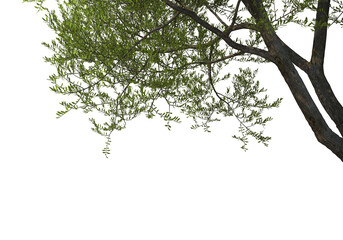Foreground twigs on a transparent background
