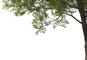 Foreground twigs on a transparent background
