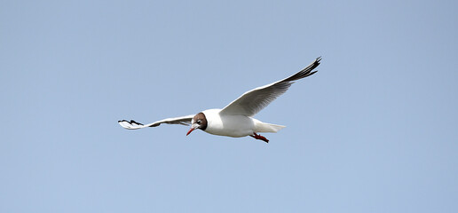 Obraz premium Möwe an der Nordsee im Flug