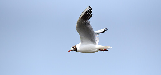 Möwe an der Nordsee im Flug