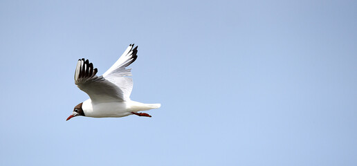 Möwe im Flug