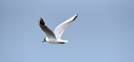 Möwe im Flug