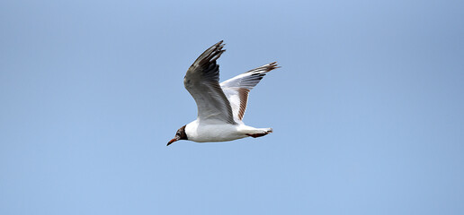 Möwe an der Nordsee im Flug