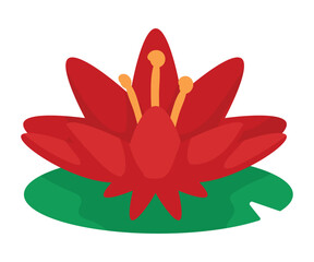 red lotus flower