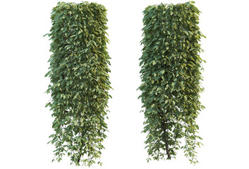 Ivy on a transparent background
