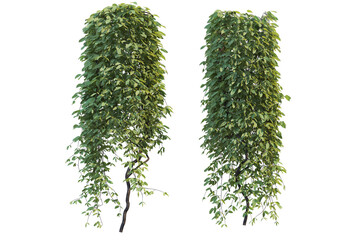 Ivy on a transparent background

