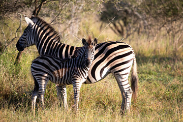 Fototapeta na wymiar Zebras in the African savannah where they live in the wild and in the African wildlife these animals are often seen on safari and are the target of large African predators.