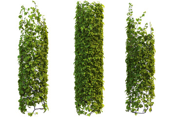 Ivy on a transparent background
