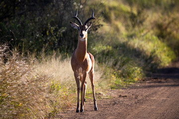 Beautiful impala in the middle of an African savannah road this species of artiodactyl mammal is an African antelope that lives in the wildlife on the African savannah throughout the African continent