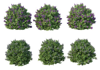 Obraz premium Shrubs and flower on a transparent background 