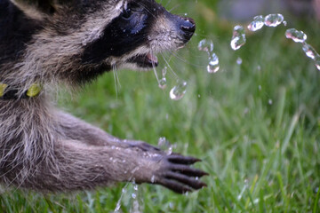 Junger Waschb&auml;r spielt mit Wasser