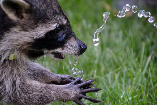 Junger Waschb&auml;r spielt mit Wasser