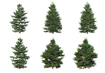 Pine trees on a transparent background