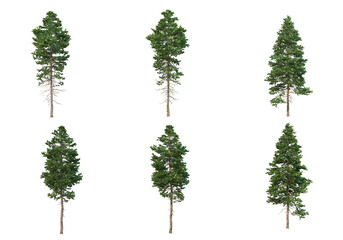 Pine trees on a transparent background © jomphon