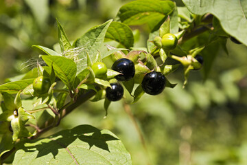 Zweig reifer Beeren der giftigen Tollkirsche (Giftpflanze)
