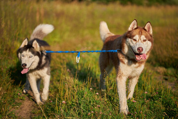 Two dogs having fun playing. Siberian husky escape together. © Konstantin