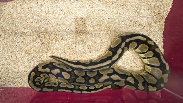 Ball python was slithering in the glass cabinet, waiting to be sold. It's a popular pet in Thailand.