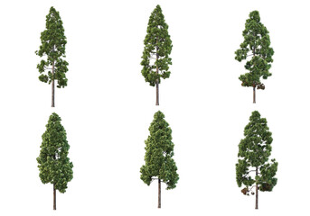 Fototapeta premium Pine trees on a transparent background