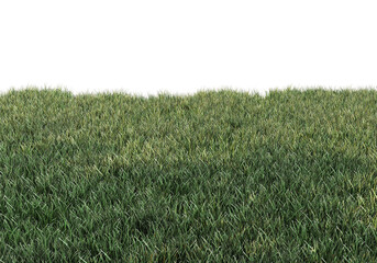 Meadow on a transparent background
