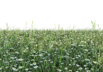 Meadow on a transparent background
