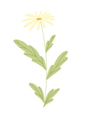 Flower with blooming bud vector.