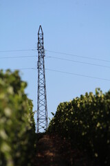 Obraz premium vignoble, vigne, été, vue, horizon, perspective, puissance, électricité, énergétique, ligne, tour, câble, ciel, tension, électrique, électrique, câblage, bleu, haute, pylône, industrie, mât, 