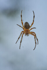 A spider with cross on the back sitting in its web