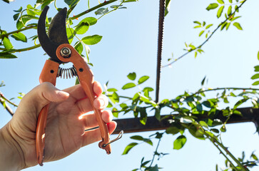 Man gardening in backyard. Mans hands with secateurs cutting off wilted flowers on rose bush....