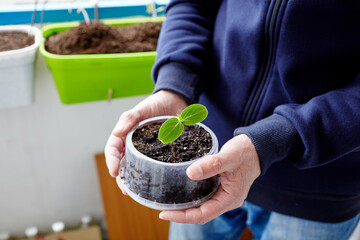 Old man gardening in home greenhouse. Men's hands holding cucumber seedling in the pot, selective focus
