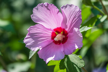 Pink flowers of Hibiscus moscheutos plant close-up. Hibiscus moscheutos, swamp hibiscus,