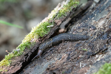 Leopard slug (Limax maximus)
