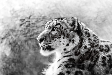 Close-up photo of a snow leopard sitting in an exhibit at a zoo.