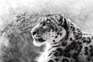 Foto op Aluminium Close-up photo of a snow leopard sitting in an exhibit at a zoo. © earlwilkerson