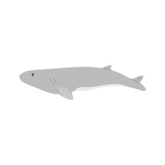 Whale illustration. Aquatic animal illustration.