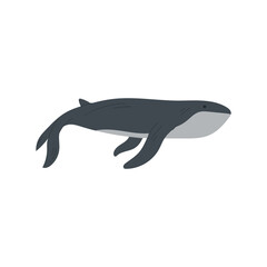 Fototapeta premium Whale illustration. Aquatic animal illustration.