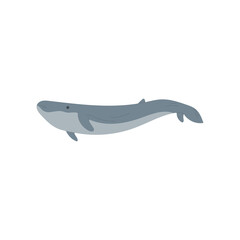 Whale illustration. Aquatic animal illustration.