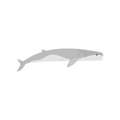 Whale illustration. Aquatic animal illustration.