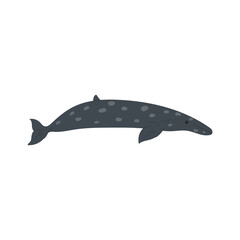Whale illustration. Aquatic animal illustration.