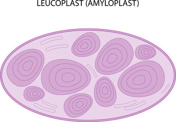 Leucoplast (amyloplast)