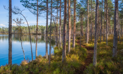 Beautiful sunny day in old forest with lake at summer - 523191666