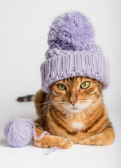 Bengal cat in a hat with a ball of thread on a white background.