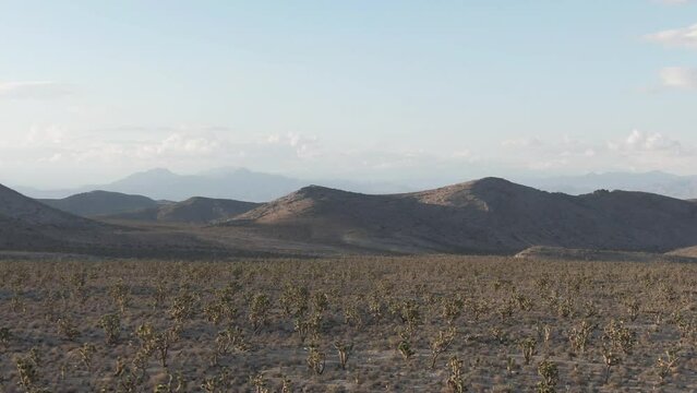 Aerial of Desert Forest with Mountains in the Distance