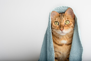 Bengal cat wrapped in a blue towel on a white background.